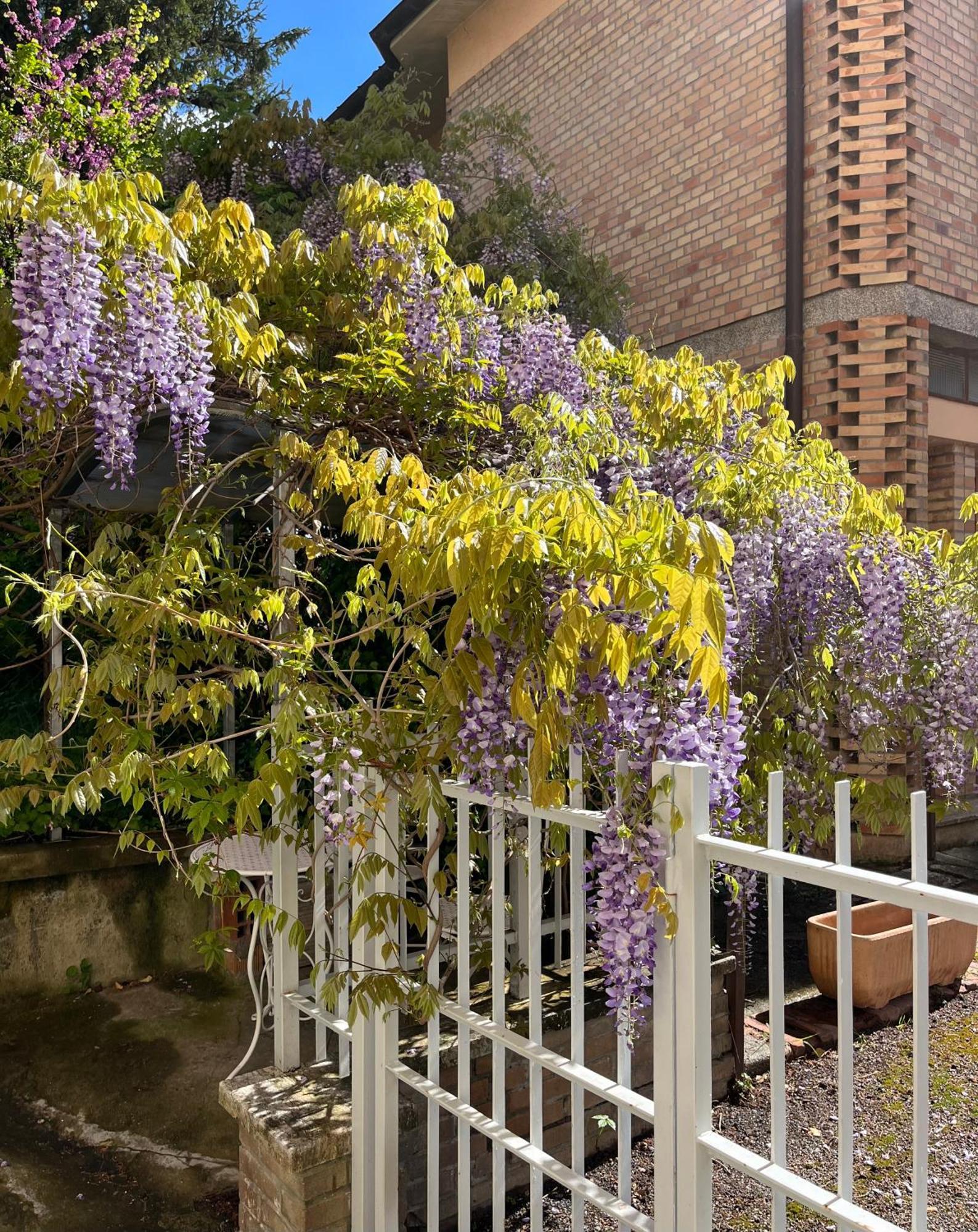 Villa Il Glicine - Monolocale A Due Passi Dal Centro Urbino Esterno foto
